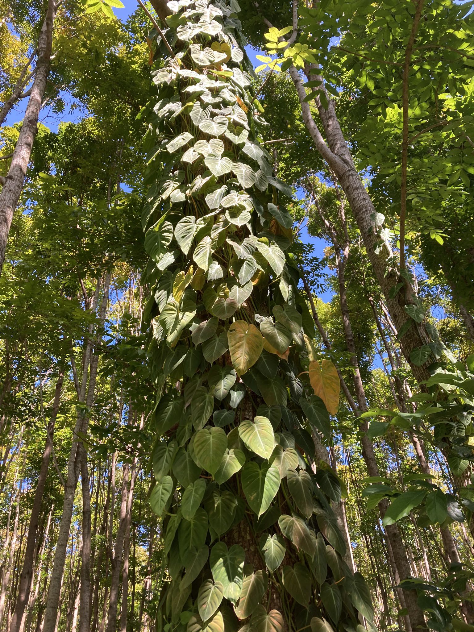Philodendron scandens